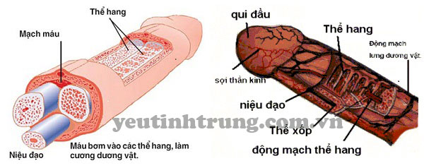 tang-kich-thuoc-duong-vat3